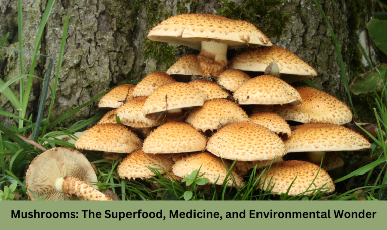 Mushrooms: The Superfood, Medicine, and Environmental Wonder